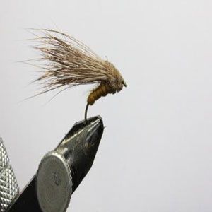 Streaking caddis 4